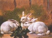 unknow artist Rabbit 072 oil painting on canvas